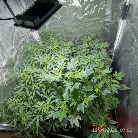 Purple punch EJDM #2 growlog timeline photo