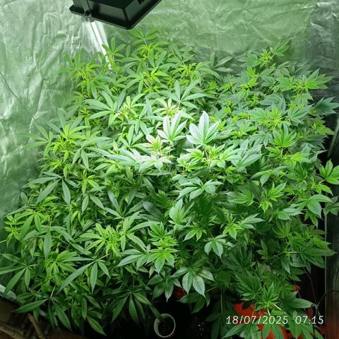 Purple punch EJDM #2 growlog timeline photo