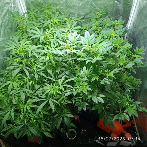 Purple punch EJDM #2 growlog timeline photo