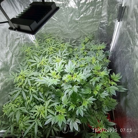 Purple punch EJDM #2 growlog timeline photo