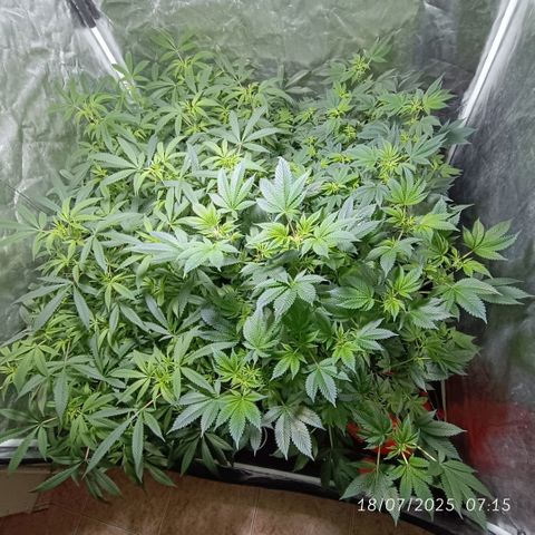 Purple punch EJDM #2 growlog timeline photo