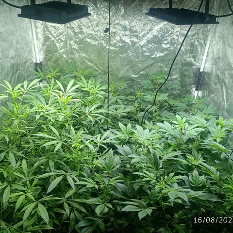 Purple punch EJDM #2 growlog timeline photo