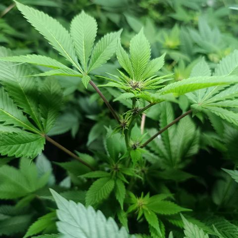 Purple punch EJDM #2 growlog timeline photo