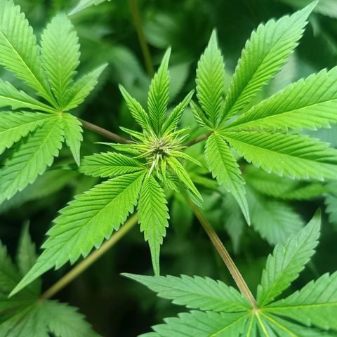 Purple punch EJDM #2 growlog timeline photo