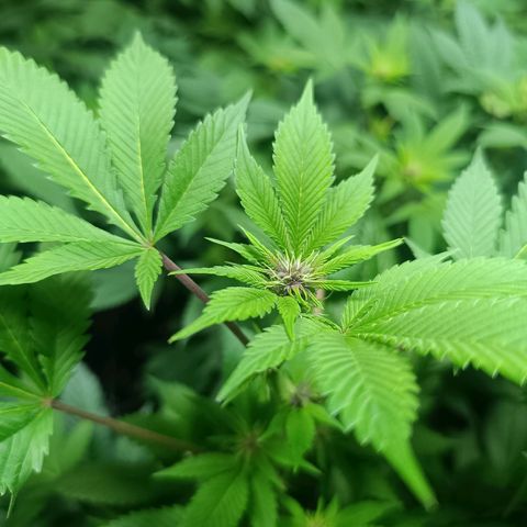Purple punch EJDM #2 growlog timeline photo