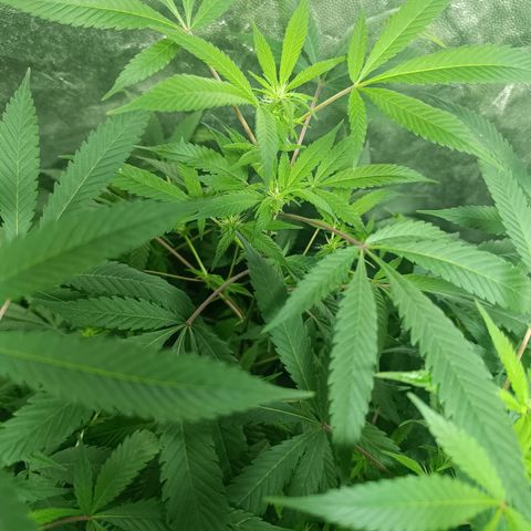 Purple punch EJDM #2 growlog timeline photo