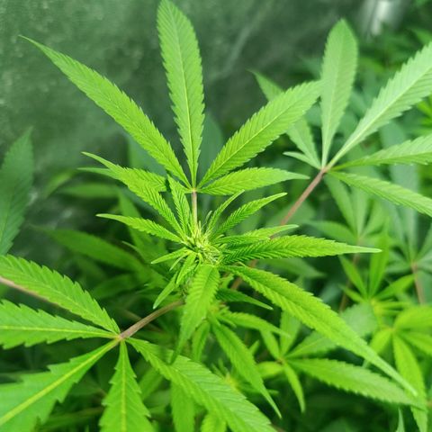 Purple punch EJDM #2 growlog timeline photo