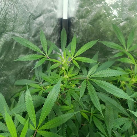 Purple punch EJDM #2 growlog timeline photo