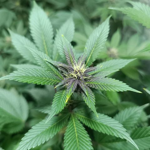 Purple punch EJDM #2 growlog timeline photo