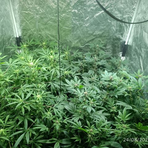 Purple punch EJDM #2 growlog timeline photo