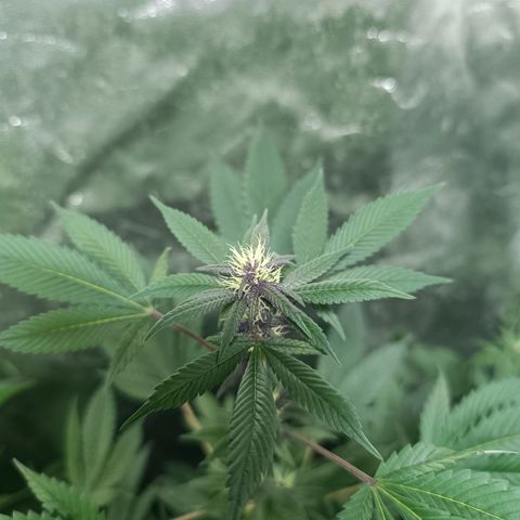 Purple punch EJDM #2 growlog timeline photo