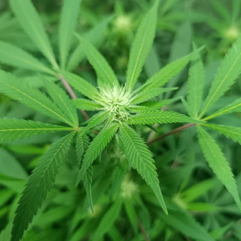 Purple punch EJDM #2 growlog timeline photo