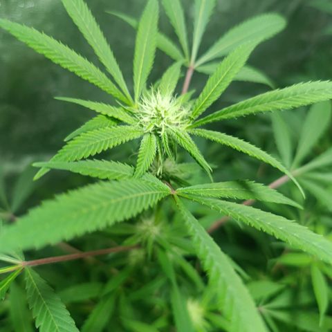 Purple punch EJDM #2 growlog timeline photo