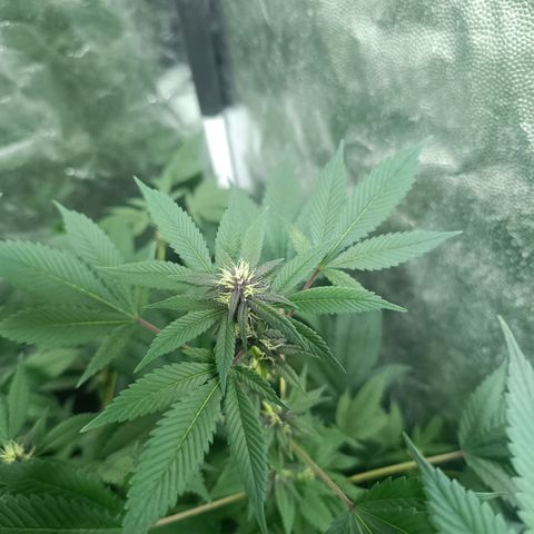 Purple punch EJDM #2 growlog timeline photo