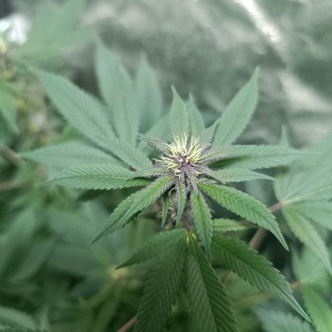 Purple punch EJDM #2 growlog timeline photo