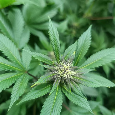 Purple punch EJDM #2 growlog timeline photo