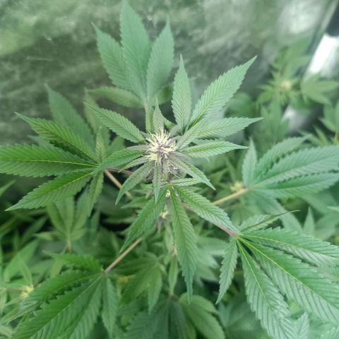 Purple punch EJDM #2 growlog timeline photo