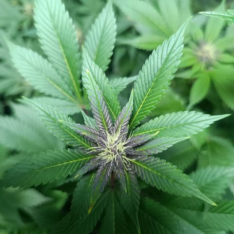 Purple punch EJDM #2 growlog timeline photo