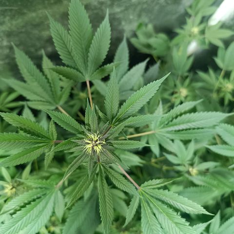 Purple punch EJDM #2 growlog timeline photo