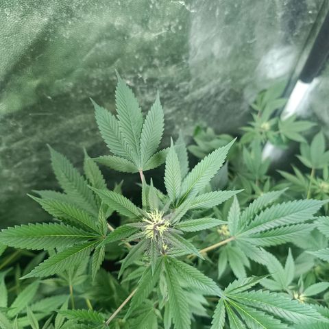 Purple punch EJDM #2 growlog timeline photo