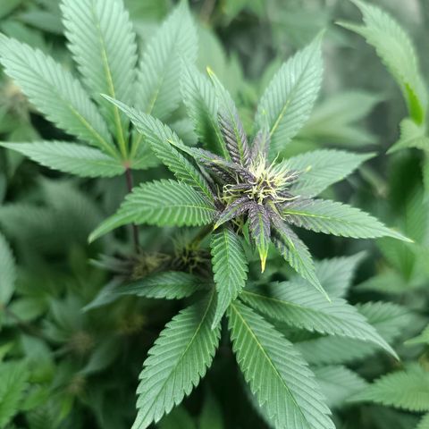 Purple punch EJDM #2 growlog timeline photo