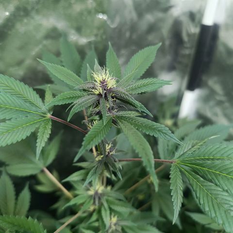 Purple punch EJDM #2 growlog timeline photo