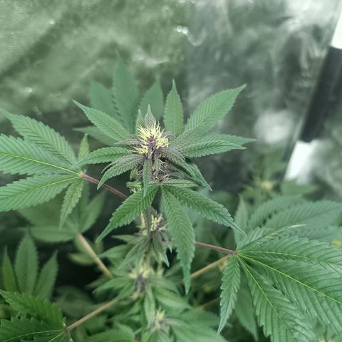 Purple punch EJDM #2 growlog timeline photo