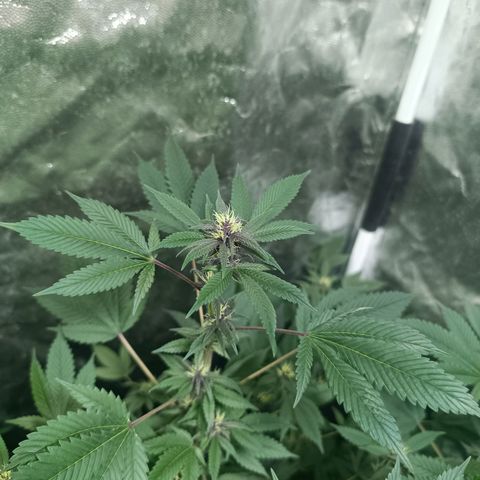 Purple punch EJDM #2 growlog timeline photo