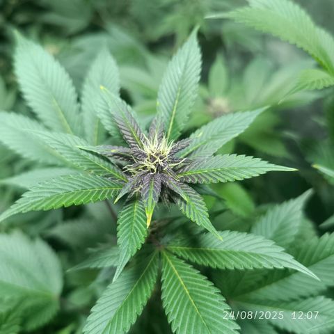 Purple punch EJDM #2 growlog timeline photo