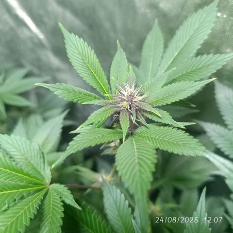 Purple punch EJDM #2 growlog timeline photo