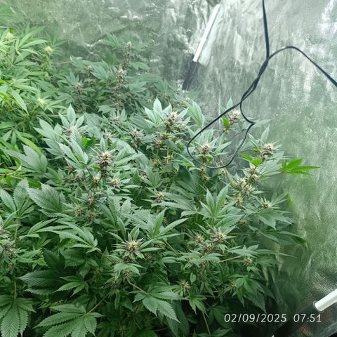 Purple punch EJDM #2 growlog timeline photo