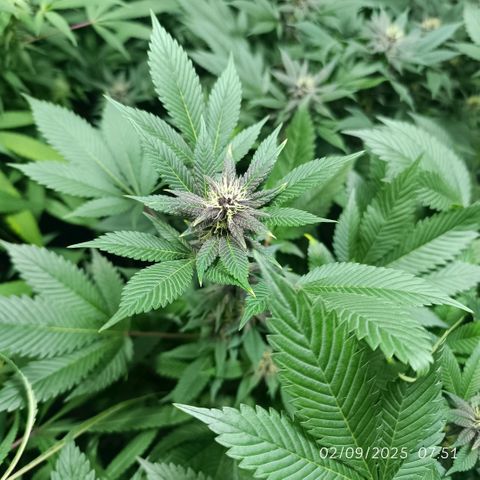 Purple punch EJDM #2 growlog timeline photo