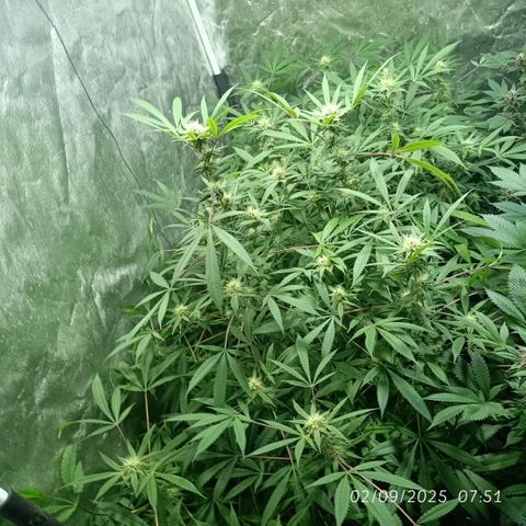 Purple punch EJDM #2 growlog timeline photo