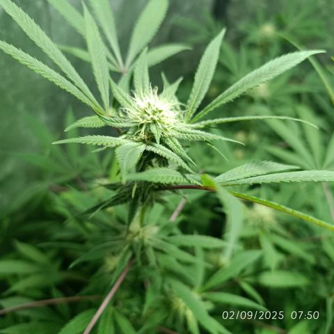 Purple punch EJDM #2 growlog timeline photo