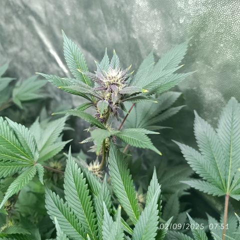 Purple punch EJDM #2 growlog timeline photo