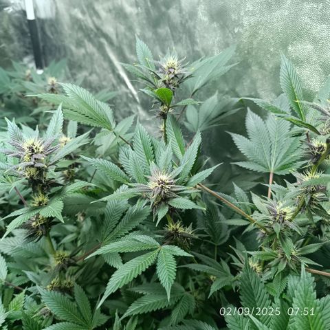 Purple punch EJDM #2 growlog timeline photo