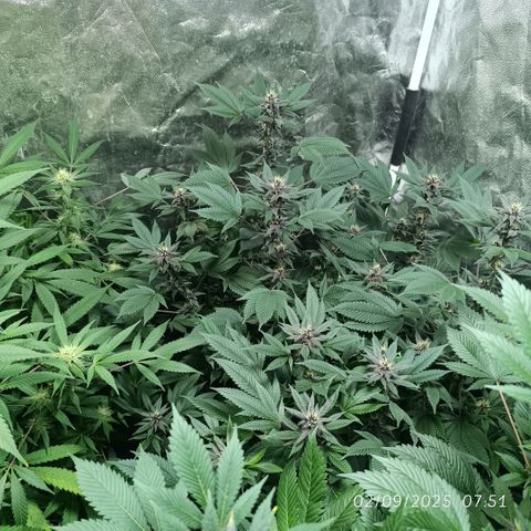 Purple punch EJDM #2 growlog timeline photo