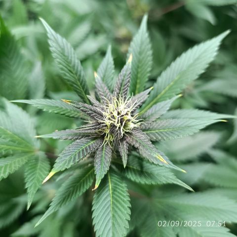 Purple punch EJDM #2 growlog timeline photo