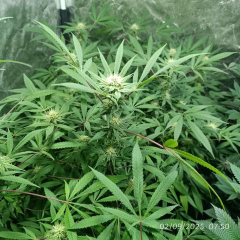 Purple punch EJDM #2 growlog timeline photo
