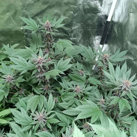 Purple punch EJDM #2 growlog timeline photo