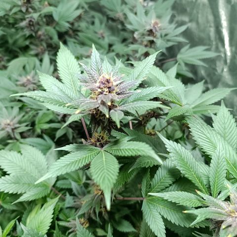 Purple punch EJDM #2 growlog timeline photo