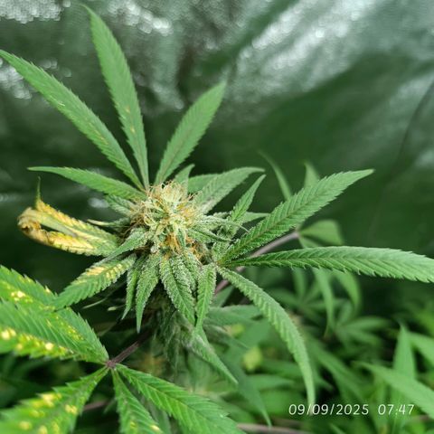Purple punch EJDM #2 growlog timeline photo