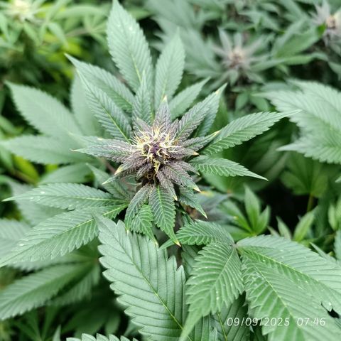Purple punch EJDM #2 growlog timeline photo