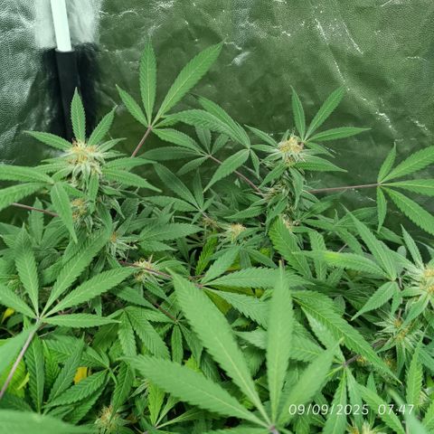 Purple punch EJDM #2 growlog timeline photo