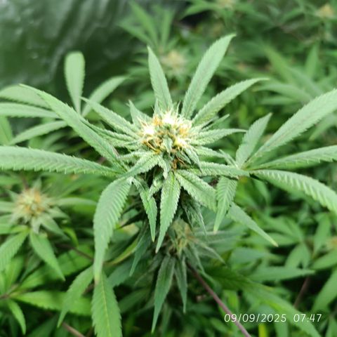 Purple punch EJDM #2 growlog timeline photo