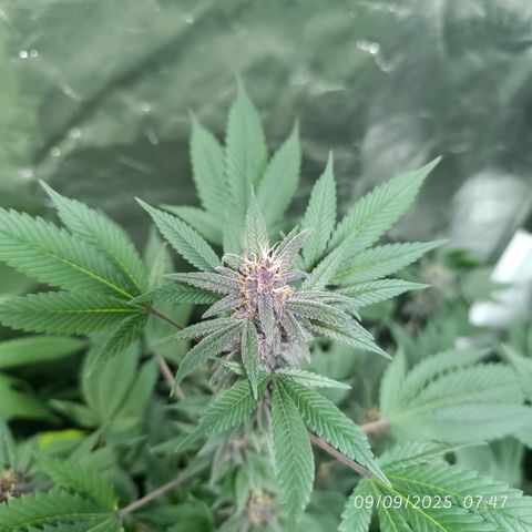 Purple punch EJDM #2 growlog timeline photo