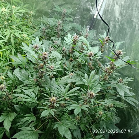 Purple punch EJDM #2 growlog timeline photo