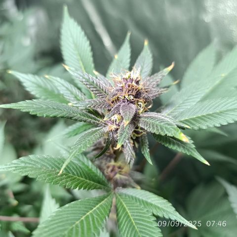 Purple punch EJDM #2 growlog timeline photo
