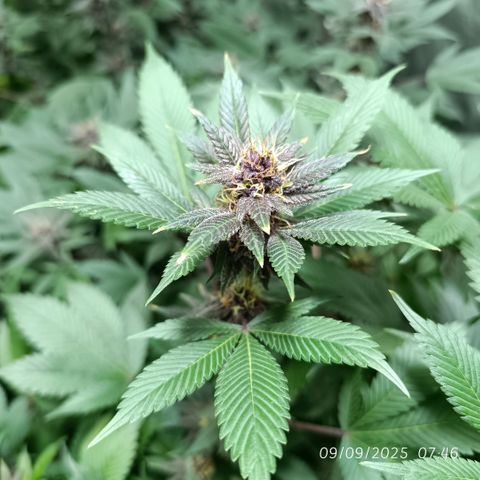 Purple punch EJDM #2 growlog timeline photo