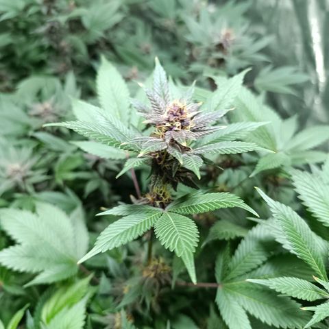 Purple punch EJDM #2 growlog timeline photo